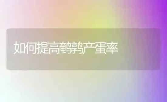 如何提高鹌鹑产蛋率 | 养殖技术大全