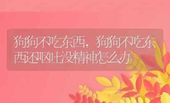 狗狗不吃东西,狗狗不吃东西还呕吐没精神怎么办 | 养殖科普