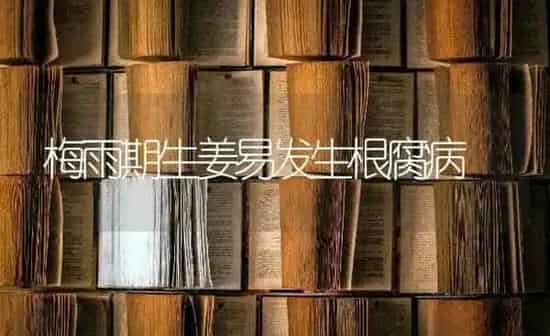 梅雨期生姜易发生根腐病 | 养殖知识