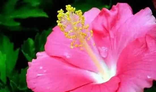 芙蓉花和扶桑花区别 | 生活常识