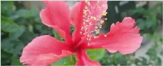 芙蓉花和扶桑花区别 | 生活常识