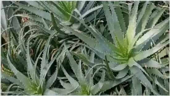 芦荟长不大原因因素分析 | 三农知识