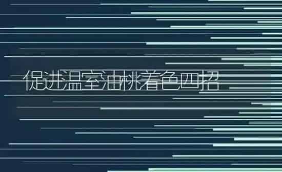促进温室油桃着色四招 | 养殖知识