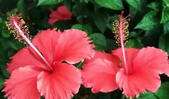 芙蓉花和扶桑花区别 | 生活常识