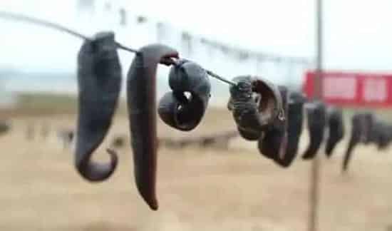 水蛭的营养价值 | 妙招大全