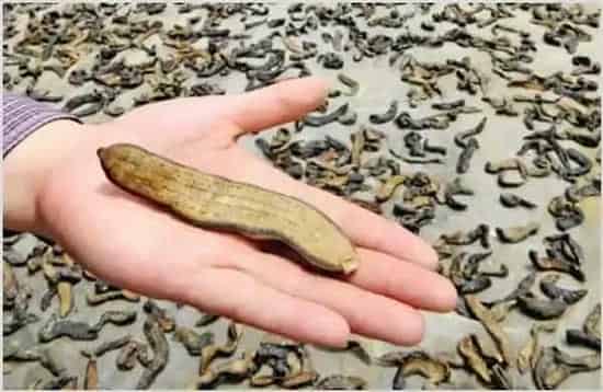 水蛭的营养价值 | 妙招大全
