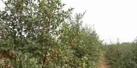 油茶树什么时候环割比较好？油茶树环割的作用和好处是什么？ | 生活妙招
