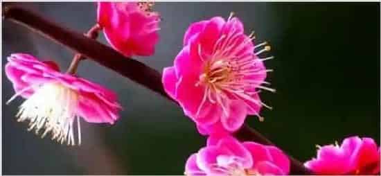 送梅花代表什么意思 | 生活妙招