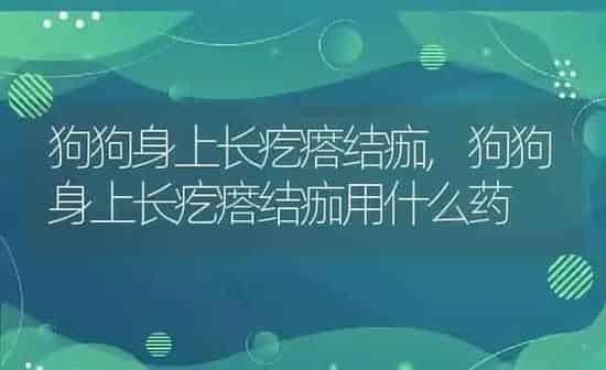 狗狗身上长疙瘩结痂,狗狗身上长疙瘩结痂用什么药 | 养殖科普