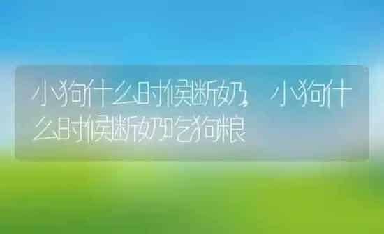 小狗什么时候断奶,小狗什么时候断奶吃狗粮 | 养殖科普