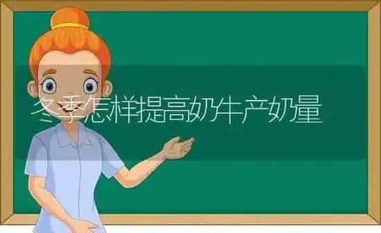 冬季怎样提高奶牛产奶量 | 养殖知识