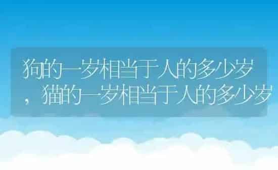 狗的一岁相当于人的多少岁,猫的一岁相当于人的多少岁 | 养殖科普