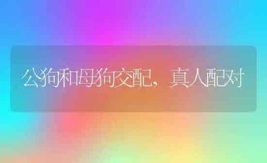 公狗和母狗交配,真人配对 | 养殖科普