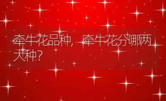 牵牛花品种,牵牛花分哪两大种? | 养殖科普