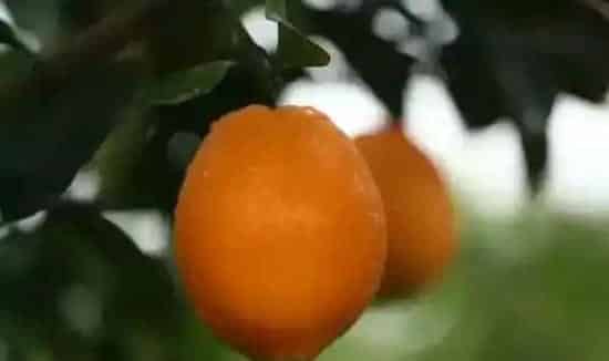 4月柑橘种植注意事项及管理指南 | 农广天地
