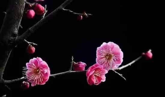 送梅花代表什么意思 | 生活妙招