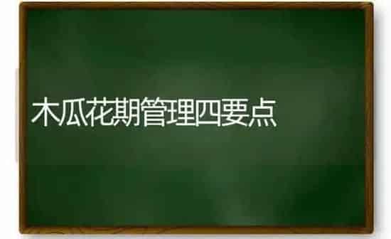 木瓜花期管理四要点 | 养殖技术大全