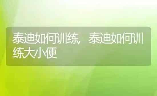 泰迪如何训练,泰迪如何训练大小便 | 养殖科普