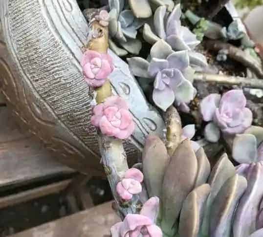冬美人如何变多头,怎么让多肉植物爆多头？