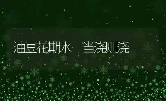 油豆花期水 当浇则浇 | 养殖知识