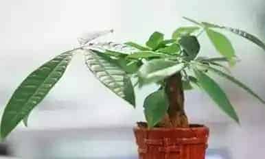 发财树哪个属相不能养,家里生肖狗和鼠客厅放什么植物?