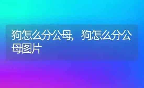 狗怎么分公母,狗怎么分公母图片 | 养殖科普