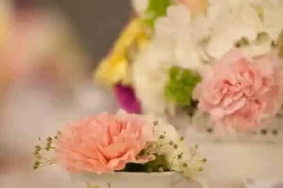 无法触碰的爱是什么花的花语,带刺的花代表什么意思？