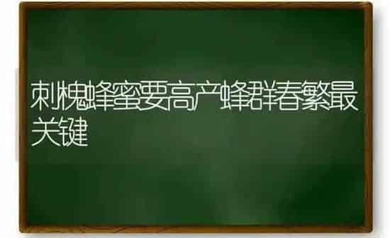 刺槐蜂蜜要高产蜂群春繁最关键 | 养殖技术大全