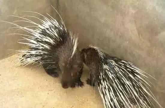 豪猪如何养殖 | 三农知识
