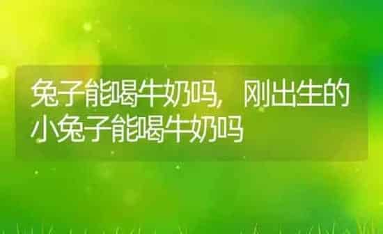 兔子能喝牛奶吗,刚出生的小兔子能喝牛奶吗 | 养殖科普