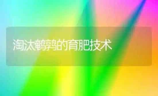 淘汰鹌鹑的育肥技术 | 养殖技术大全
