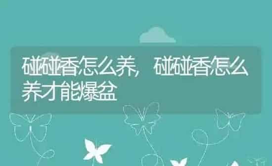 碰碰香怎么养,碰碰香怎么养才能爆盆 | 养殖资料