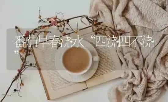 番茄早春浇水“四浇四不浇” | 养殖知识