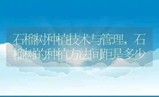 石榴树种植技术与管理,石榴树的种植方法间距是多少 | 养殖学堂