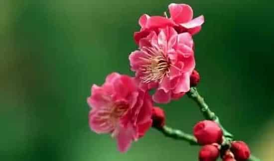 送梅花代表什么意思 | 生活妙招