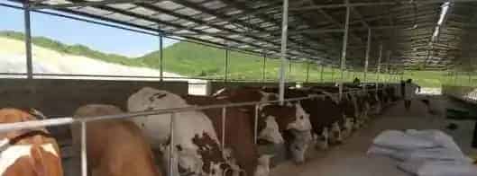 养牛发酵床的维护与管理 | 三农知识