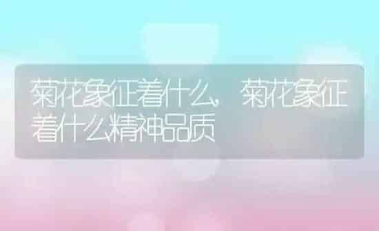 菊花象征着什么,菊花象征着什么精神品质 | 养殖资料