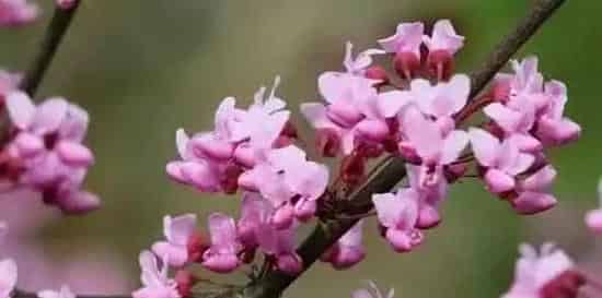 紫荆花为什么长在树干上 | 常识大全