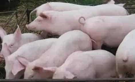猪苗怎么挑选？方法技巧有哪些 | 农广天地