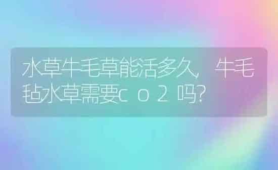 水草牛毛草能活多久,牛毛毡水草需要co2吗？ | 养殖科普