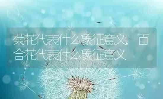 菊花代表什么象征意义,百合花代表什么象征意义 | 养殖资料