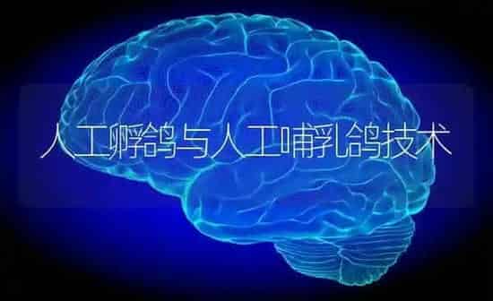 人工孵鸽与人工哺乳鸽技术 | 养殖知识