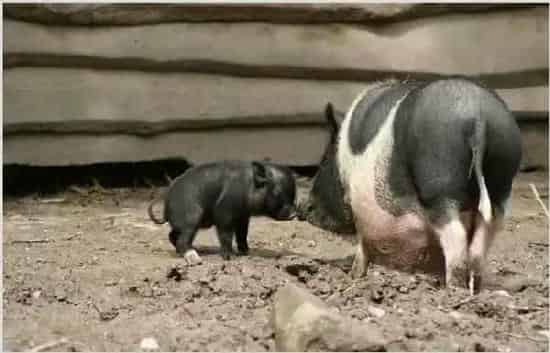 最新种公猪的饲养管理要点,值得一看! | 农广天地