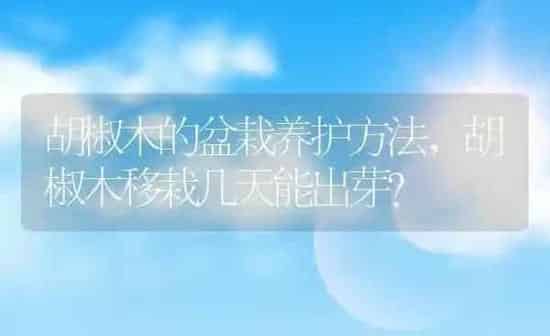 胡椒木的盆栽养护方法,胡椒木移栽几天能出芽？ | 养殖学堂