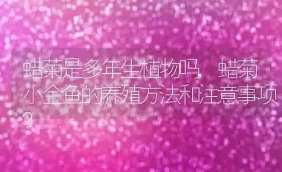蜡菊是多年生植物吗,蜡菊小金鱼的养殖方法和注意事项？ | 养殖科普
