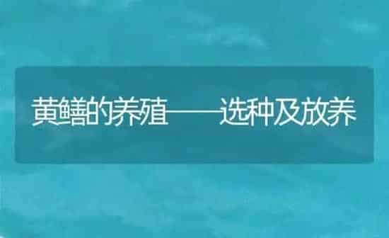 黄鳝的养殖──选种及放养 | 养殖技术大全