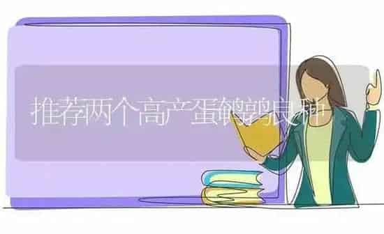 推荐两个高产蛋鹌鹑良种 | 养殖技术大全