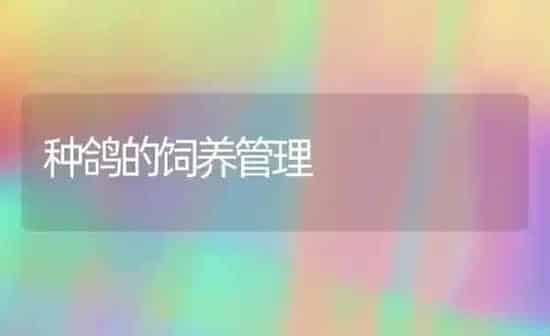 种鸽的饲养管理 | 养殖知识