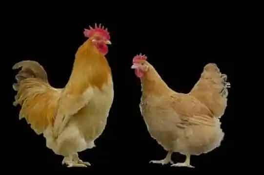 京星黄羽肉鸡/“华南1号”牡蛎 | 妙招大全