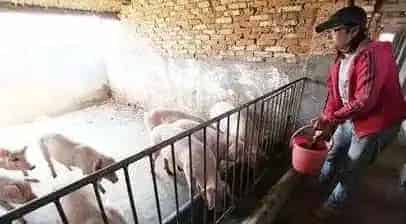 最新种公猪的饲养管理要点,值得一看! | 农广天地
